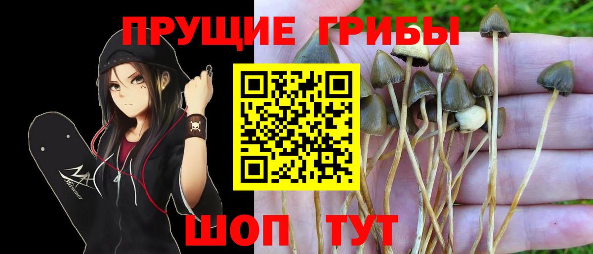 Псилоцибиновые грибы мицелий Волжский